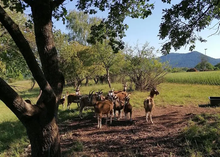 아파트 An Der Kapelle *